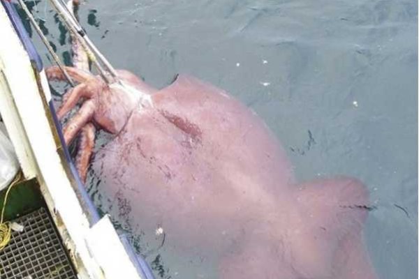 Kraken что это такое