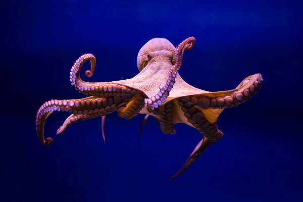 Kraken 19 at